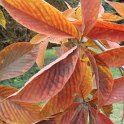 Aesculus glabra feuille automne